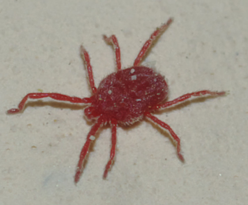 Erythraeidae: Balaustium?